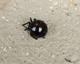 Romex Pest Control