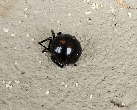 Romex Pest Control photo 1