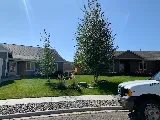 Yard Guard Lawn & Tree Care photo 8