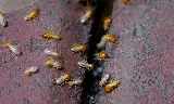 A1 Bed Bug Exterminator Peoria photo 4