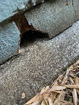 Pest In The City photo 7