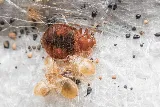 Yellow City Pest Control photo 6