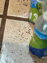 Greenway Pest Solutions photo 7