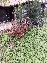 Garza Lawn Care photo 6