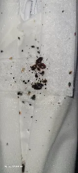 Bridge Pro Pest Control photo 6