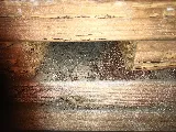 Southland Pest Control photo 3