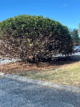 CMG Landscaping photo 4