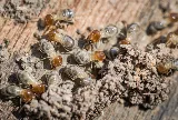 Ace Pest Control photo 5