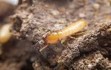 Pest Pro Pest Control photo 8