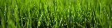 Lawn Tech