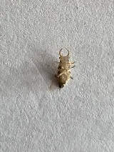 Technica Pest Solutions Calgary photo 2