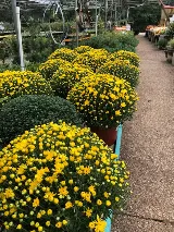 Horticare Landscape Companies photo 5