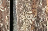AAA Termite & Pest Control photo 4