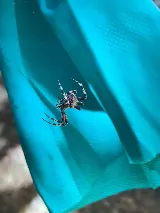 Bulwark Exterminating photo 8