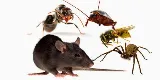 BUDGET EXTERMINATION Gestión Parasitaire photo 3