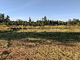 Pierce Landscapers & Lawn Care photo 5