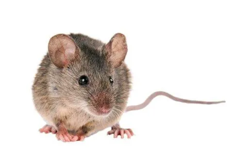 Kendall Pest Control // Pest & Rodent Control Services// in Indianapolis