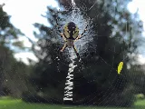 ASAP Pest Control photo 5