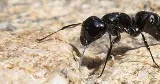 Truly Nolen Pest Control & Exterminators Saskatoon photo 3