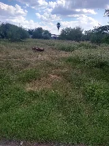 Laredo's Best Landscapers photo 2