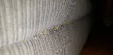 Rocky Mountain Bed Bug photo 8