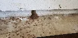 Moxie Pest Control photo 3