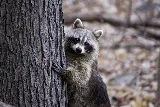 Extermination Target photo 2