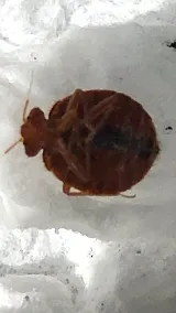 Kreshco Pest Control photo 5