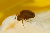 Bug State Pest Control Inc photo 3