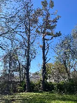 Hodges Tree & Landscape photo 3