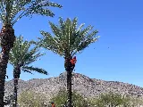 AZ Tree & Hardscape Co photo 5
