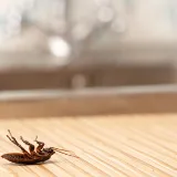 Baltimore Pest Control Exterminators photo 6