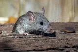 Kelly & Justin Termite & Pest Control Inc photo 8