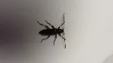 Orkin Canada Pest Control photo 8