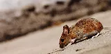 Pestline - Pest Control Vaughan photo 4