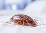Canadian Pest Solutions photo 3
