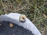 Bug-X Professional Pest Control and Lawn Care Solutions photo 4