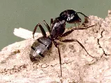 Promax Pest Control Toronto photo 3