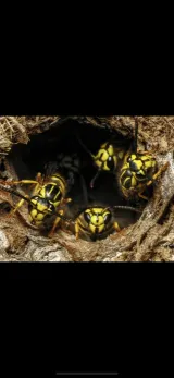 Vanquish Pest Management, Pittsburgh PA