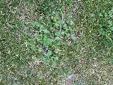 Nitro Green Professional Lawn & Tree Care photo 4